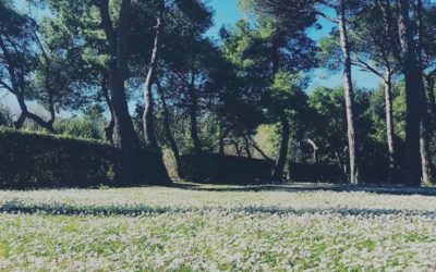La Pineta D’Annunziana riapre le porte